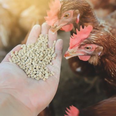 Animal Feed Manufacturers in Paris