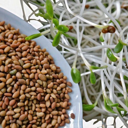 Alfalfa Seeds Manufacturers, Suppliers, Exporters in South Korea