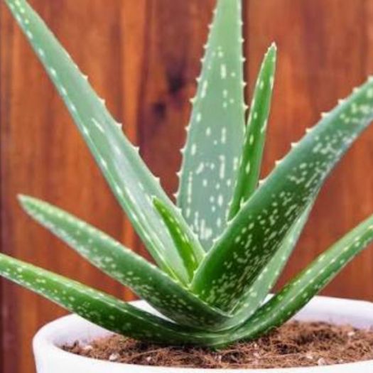Aloe Vera Extract Manufacturers, Suppliers, Exporters in Dalian