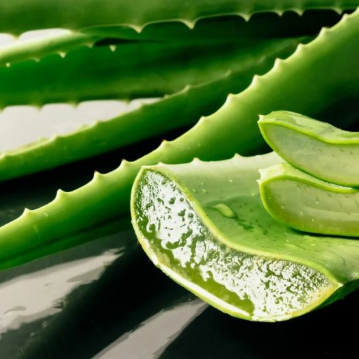 Aloe Vera Liquid Extract Manufacturers, Suppliers, Exporters in Pakistan