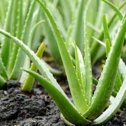 Aloe Vera Powder Manufacturers, Suppliers, Exporters in Dalian
