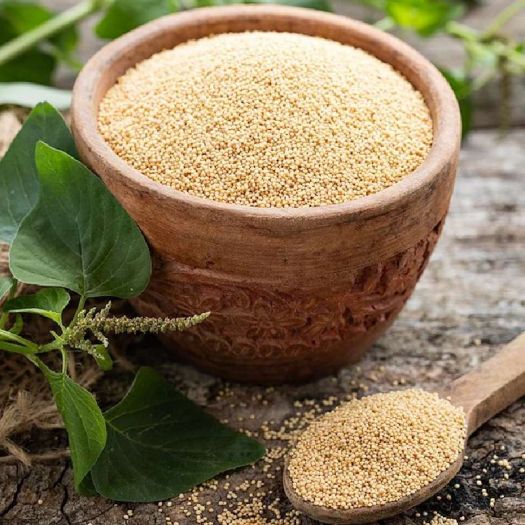 Amaranth Seeds Manufacturers, Suppliers, Exporters in Valencia