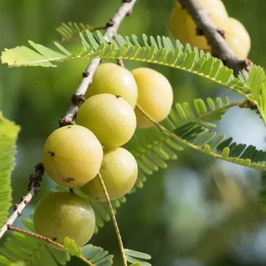 Amla Extract Manufacturers, Suppliers, Exporters in Dalian