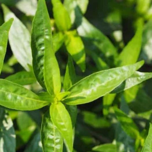 Andrographis Paniculata Liquid Extract Manufacturers, Suppliers, Exporters in Dalian