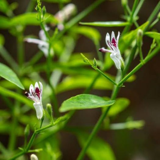 Andrographis paniculata Extract Manufacturers, Suppliers, Exporters in Dalian