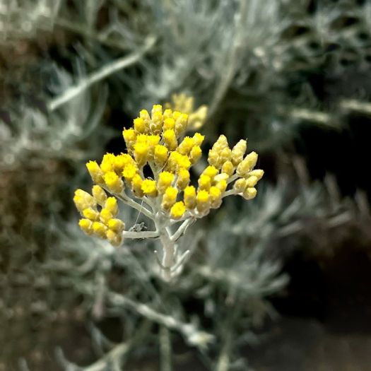Artemisia Absinthium Extract Manufacturers, Suppliers, Exporters in Pakistan
