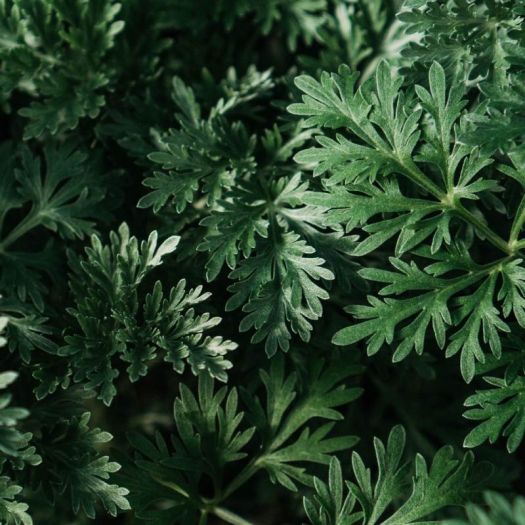 Artemisia Absinthium Liquid Extract Manufacturers, Suppliers, Exporters in Pakistan