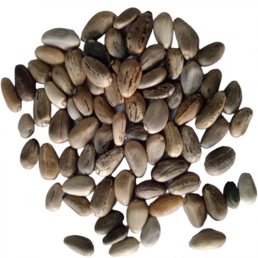 Artichoke Seeds Manufacturers, Suppliers, Exporters in Valencia