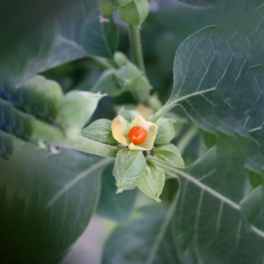 Ashwagandha Extract Manufacturers, Suppliers, Exporters in Pakistan