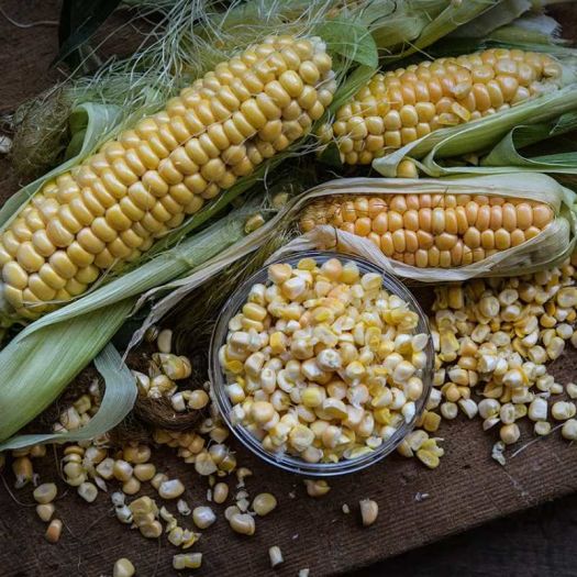 Baby Corn Seeds Manufacturers, Suppliers, Exporters in Valencia