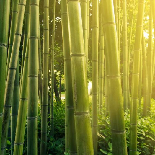 Bamboo Silica Manufacturers, Suppliers, Exporters in Pakistan