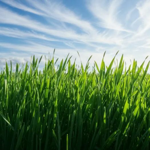 Barley Grass Powder Manufacturers, Suppliers, Exporters in Dalian