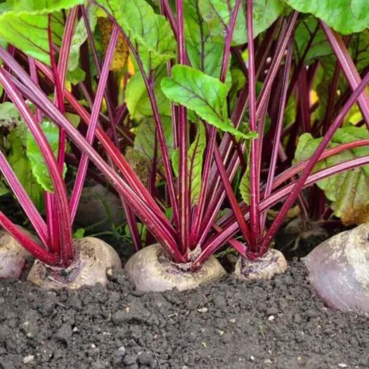 Beetroot Powder Manufacturers, Suppliers, Exporters in Dalian