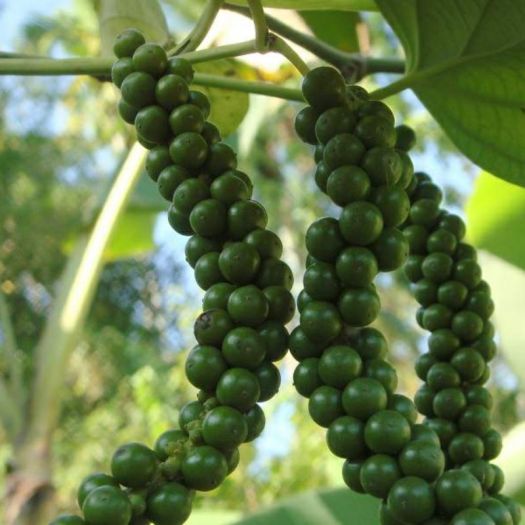 BioPerine Extract Manufacturers, Suppliers, Exporters in Dalian