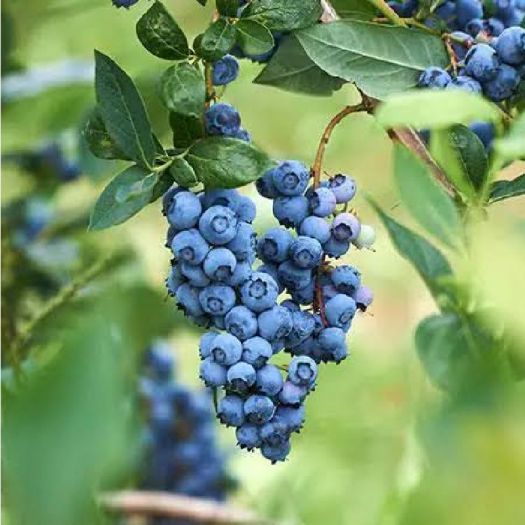 Blueberry Powder Manufacturers, Suppliers, Exporters in Pakistan