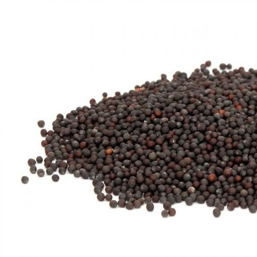 Bok Choy Seeds Manufacturers, Suppliers, Exporters in Valencia