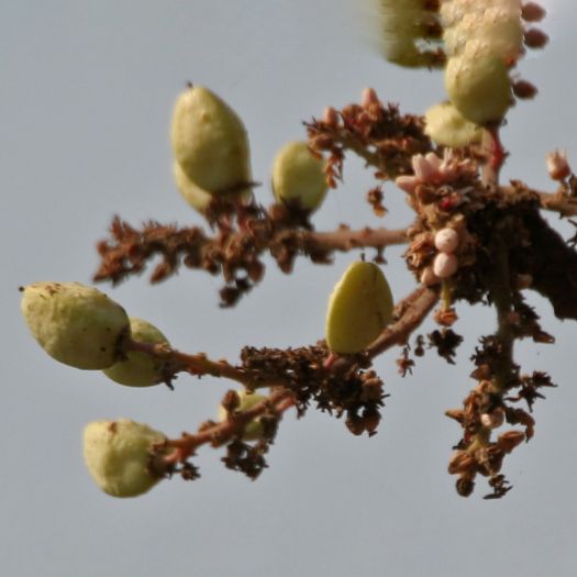 Boswellia serrata Extract Manufacturers, Suppliers, Exporters in Pakistan