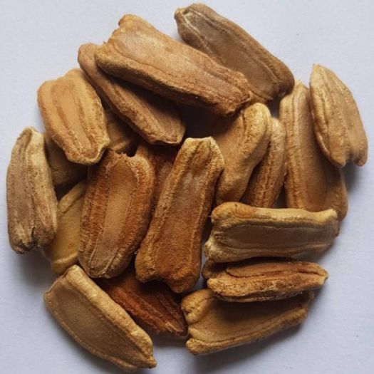 Bottle Gourd Seeds Manufacturers, Suppliers, Exporters in Valencia