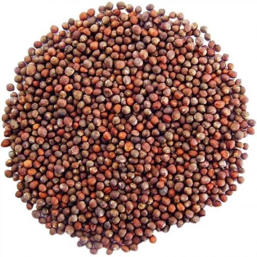 Broccoli Seeds Manufacturers, Suppliers, Exporters in Valencia