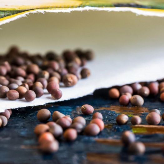 Brussels Sprouts Seeds Manufacturers, Suppliers, Exporters in Valencia