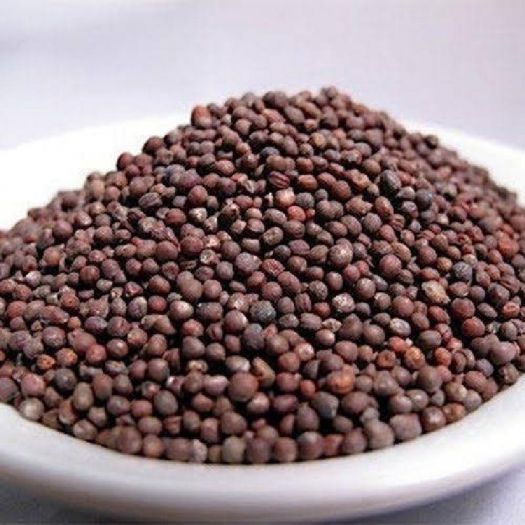 Cabbage Seeds Manufacturers, Suppliers, Exporters in Valencia