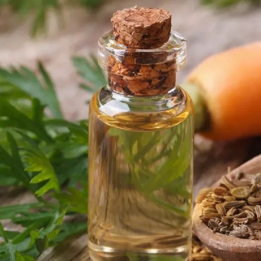 Carrot Seed Oil Manufacturers, Suppliers, Exporters in Milan