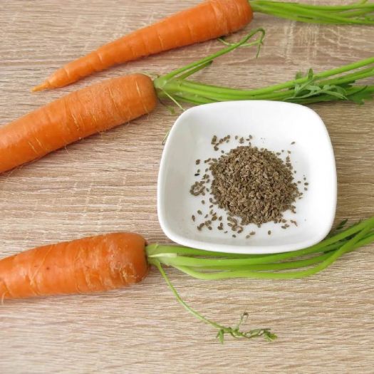 Carrot Seeds Manufacturers, Suppliers, Exporters in Beijing