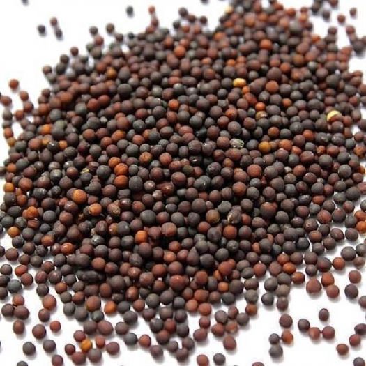 Cauliflower Seeds Manufacturers, Suppliers, Exporters in Valencia