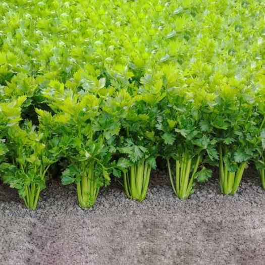 Celery Extract Manufacturers, Suppliers, Exporters in Pakistan