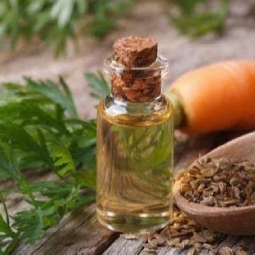 Celery Seed Oil Manufacturers, Suppliers, Exporters in Bologna