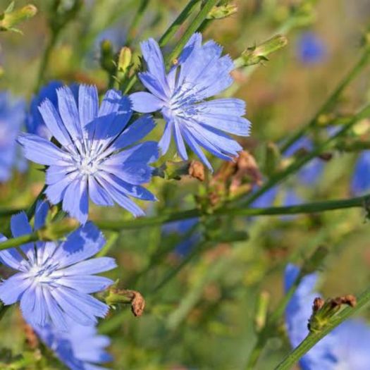Chicory Extract Manufacturers, Suppliers, Exporters in Dalian