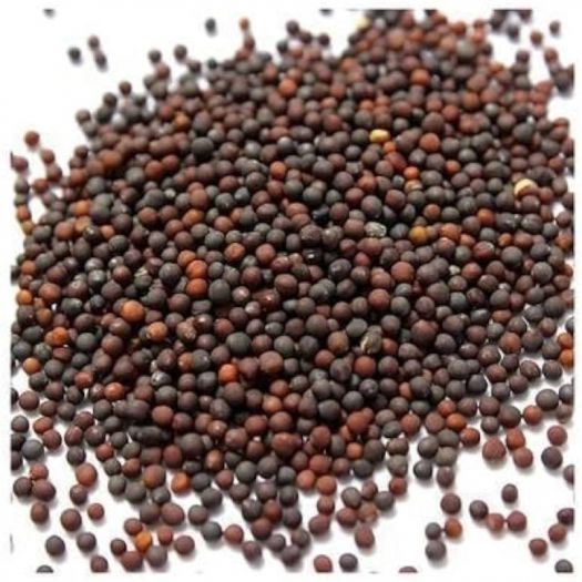 Chinese Cabbage Seeds Manufacturers, Suppliers, Exporters in Valencia