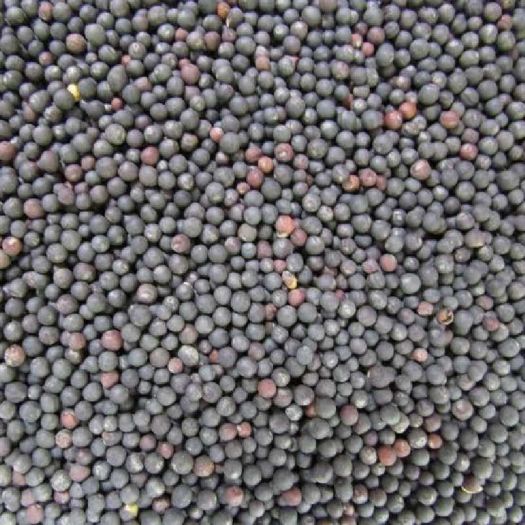 Chinese Kale Seeds Manufacturers, Suppliers, Exporters in Valencia