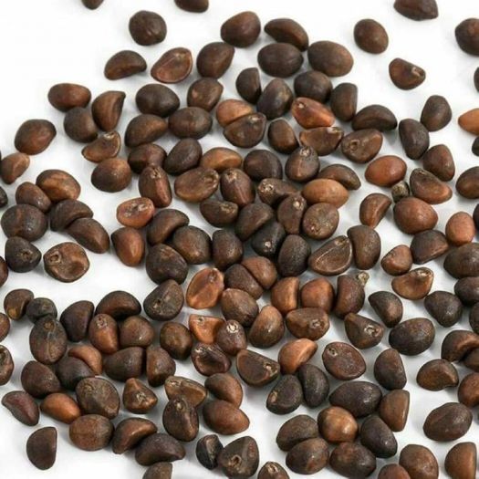 Chinese Spinach Seeds Manufacturers, Suppliers, Exporters in Valencia