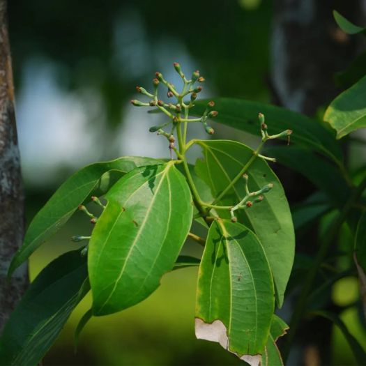 Cinnamon Bark Extract Manufacturers, Suppliers, Exporters in Dalian