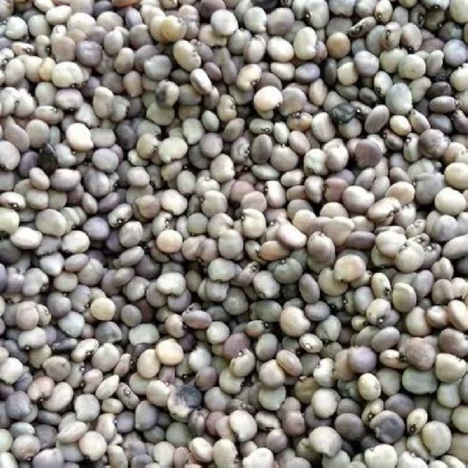 Cluster Bean (Guar) Seeds Manufacturers, Suppliers, Exporters in Valencia