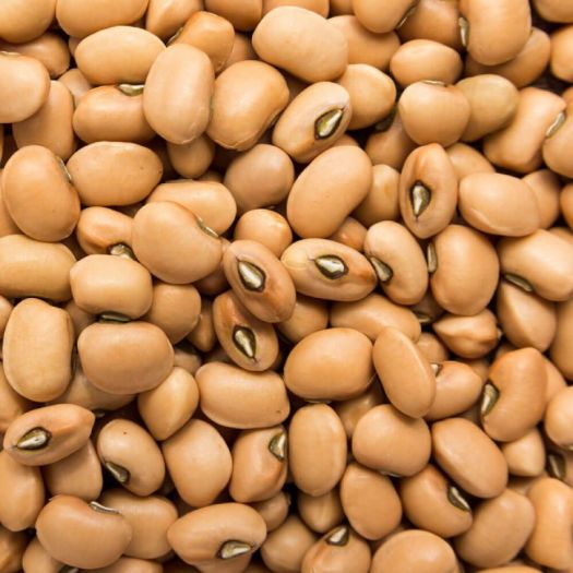 Cowpea Seeds Manufacturers, Suppliers, Exporters in Valencia