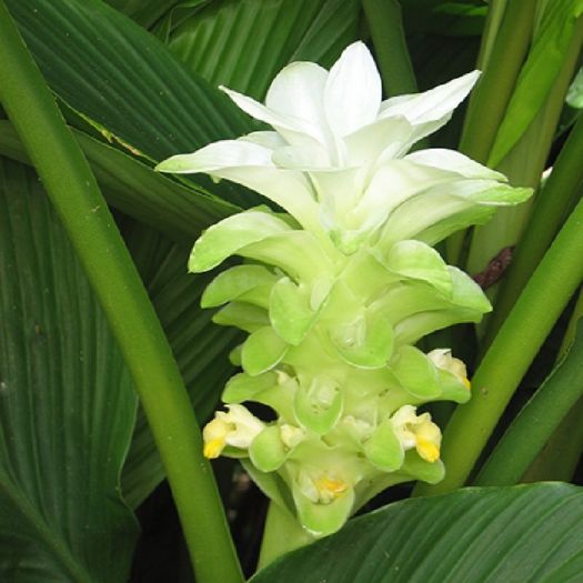 Curcuma Longa Extract Manufacturers, Suppliers, Exporters in Pakistan