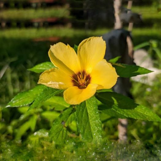 Damiana Extract Manufacturers, Suppliers, Exporters in Pakistan