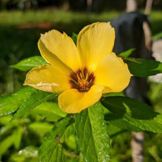 Damiana Extract Manufacturers, Suppliers, Exporters in Dalian