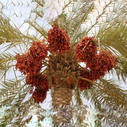 Date Powder Extract Manufacturers, Suppliers, Exporters in Pakistan
