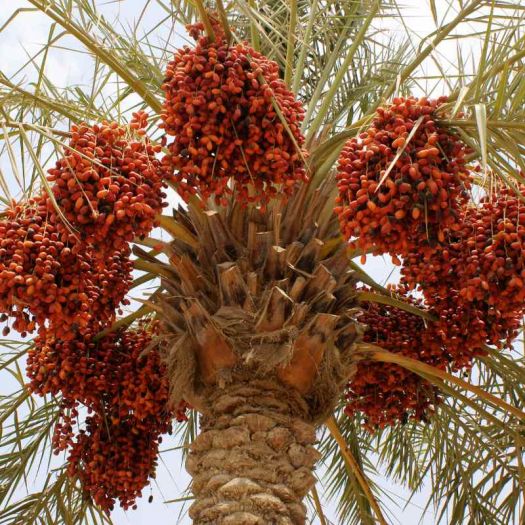 Date Powder Extract Manufacturers, Suppliers, Exporters in Dalian