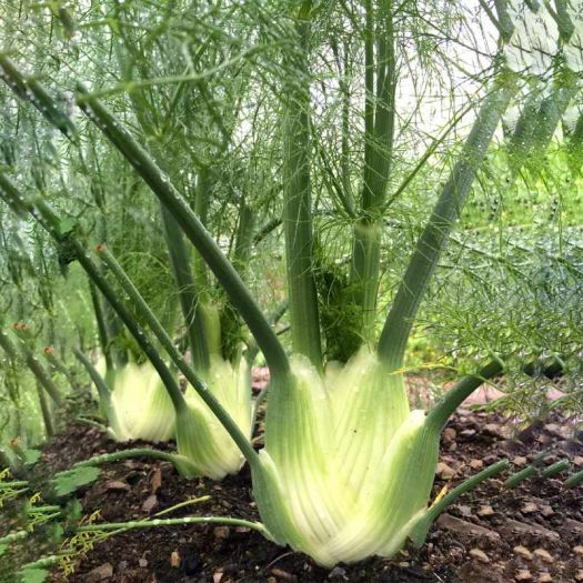 Fennel Extract Manufacturers, Suppliers, Exporters in Pakistan