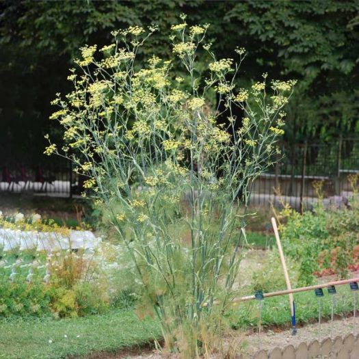Fennel Liquid Extract Manufacturers, Suppliers, Exporters in Pakistan
