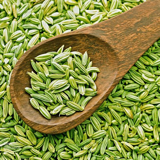 Fennel Seeds Manufacturers, Suppliers, Exporters in South Korea