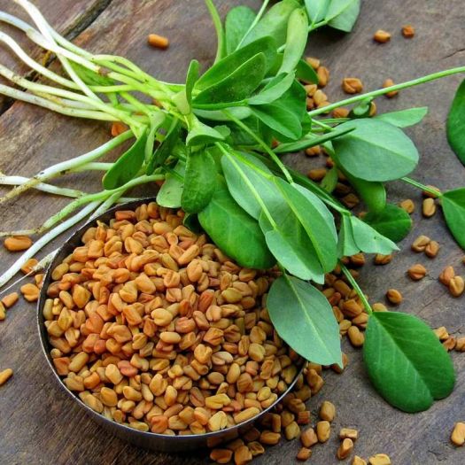 Fenugreek Extract Manufacturers, Suppliers, Exporters in Dalian