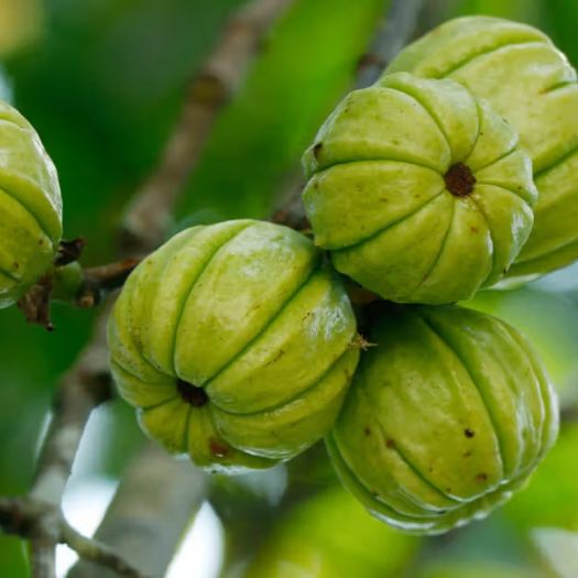 Garcinia Liquid Extract Manufacturers, Suppliers, Exporters in Dalian