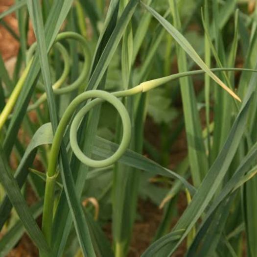 Garlic Extract Manufacturers, Suppliers, Exporters in Dalian