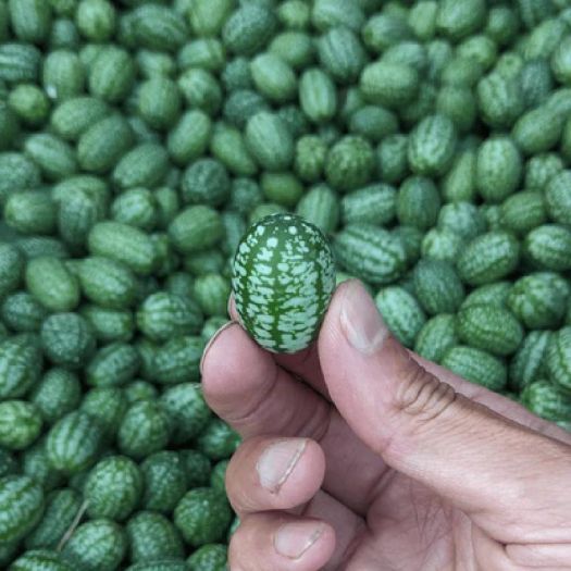 Gherkin Seeds Manufacturers, Suppliers, Exporters in Valencia