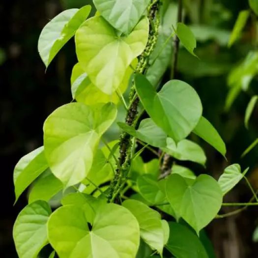 Giloy Extract Manufacturers, Suppliers, Exporters in Pakistan
